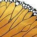 Acrylic painting - monarch butterfly with Swarovski - Butterfly Effect - butterfly wing golden painting - yellow butterfly art by Lydia Gee