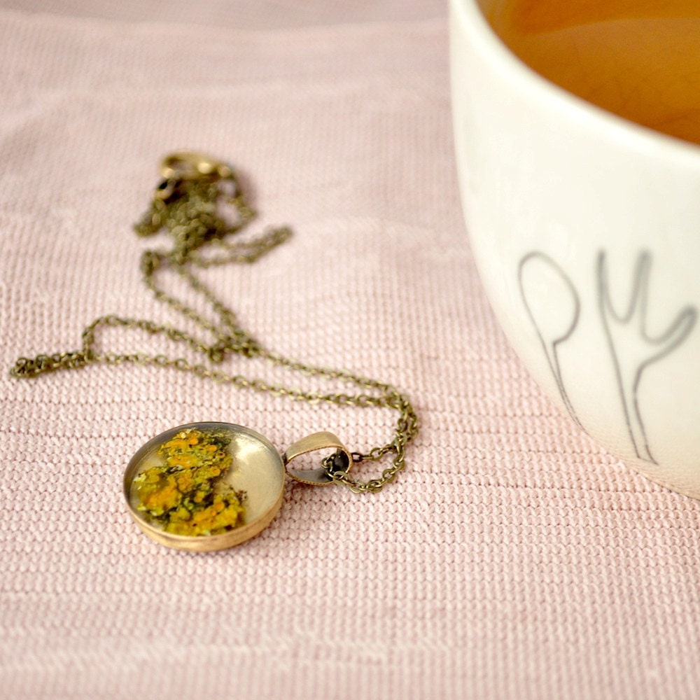 Herbarium.  'Xanthoria parietina' resin pendant