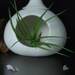 Sweet little teardrop hanging planter