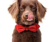 Martini Bowtie Dog Collar - Red Leather