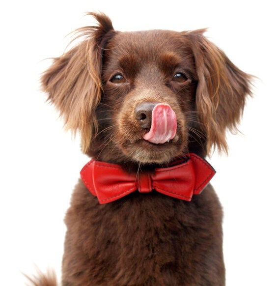 Martini Bowtie Dog Collar - Red Leather