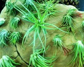 SET OF (20)  Air plant Tillandsia Mix