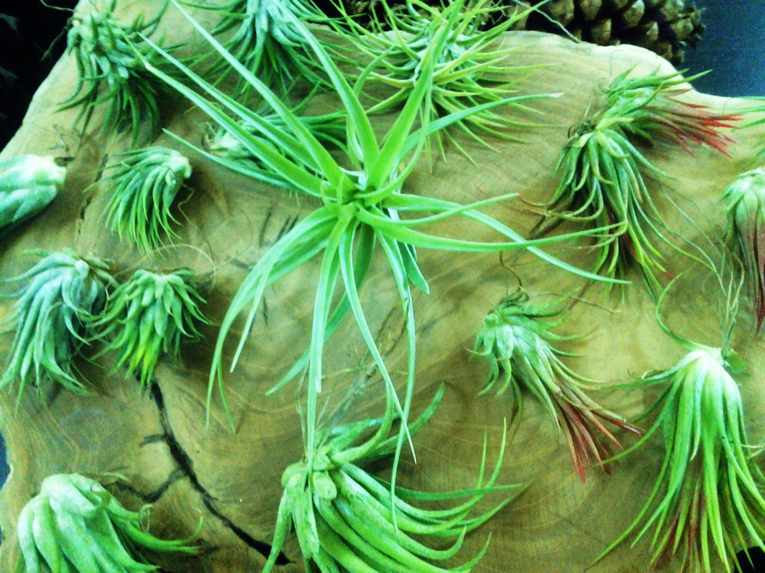 Buy plants wedding gifts - SET OF (100)  Air plants - Terrariums - Wedding favors