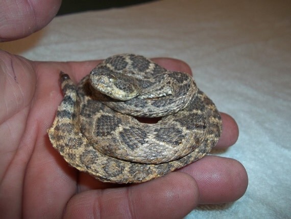 real animal taxidermy rattle snake mount reptile by boomer2563