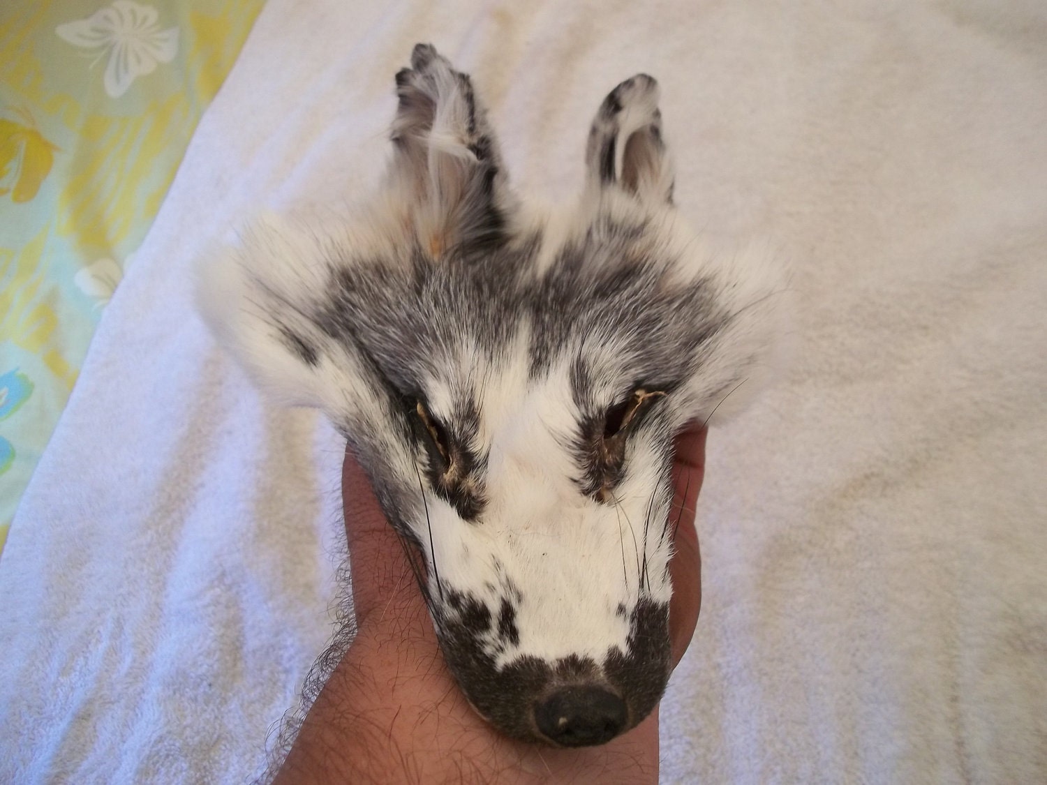 real animal fur Tanned blue marble fox face head parts