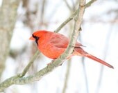 CardinaI in the snow-Crimson, Scarlet, Red Fine Art Photography, Bird, Valentines Photograph