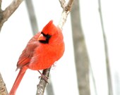 Cardinal-Crimson, Scarlet, Red Fine Art Photography, Bird
