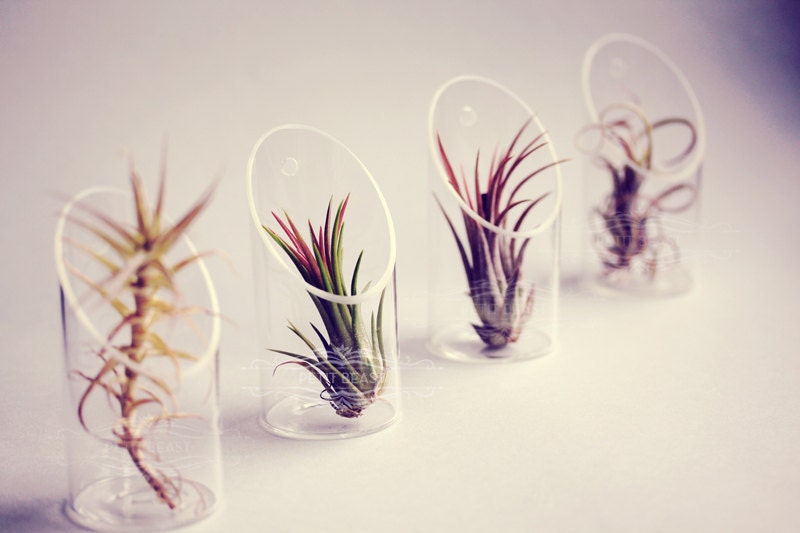 Medium Air Plant and Glass Vase // Wedding Favor Decor Gift Wall-Mounted Floating Terrarium DIY Minimalist Garden tillandsia