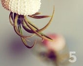 Five Jellyfish Air Plants // Sea Urchins Hanging Art Installation Wedding Favor Decor Gift Mini Terrarium Kit DIY tiny cute tillandsia