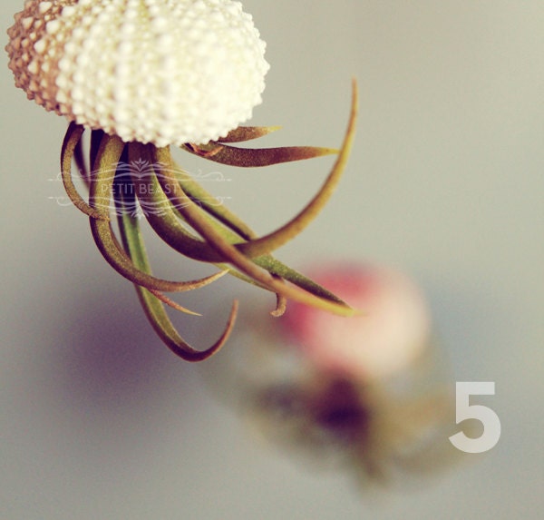 Five Jellyfish Air Plants // Sea Urchins Hanging Art Installation Wedding Favor Decor Gift Mini Terrarium Kit DIY tiny cute tillandsia