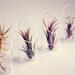 Medium Air Plant and Glass Vase // Wedding Favor Decor Gift Wall-Mounted Floating Terrarium DIY Minimalist Garden tillandsia