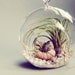 Shipwrecked // Air Plants in Glass Globe Hanging Terrarium Wedding Favor Decor Gift DIY Minimalist table centerpiece Floating tillandsia