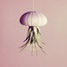 Stripey Jellyfish Air Plant // Sea Urchin Wedding Favor Decor Gift hanging garden