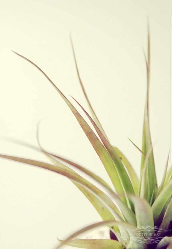 Single Lady // Medium Air Plant // Kawaii Kitsch Tillandsia Decor mint green