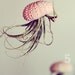 Five Jellyfish Air Plants // Sea Urchins Hanging Art Installation Wedding Favor Decor Gift Mini Terrarium Kit DIY tiny cute tillandsia