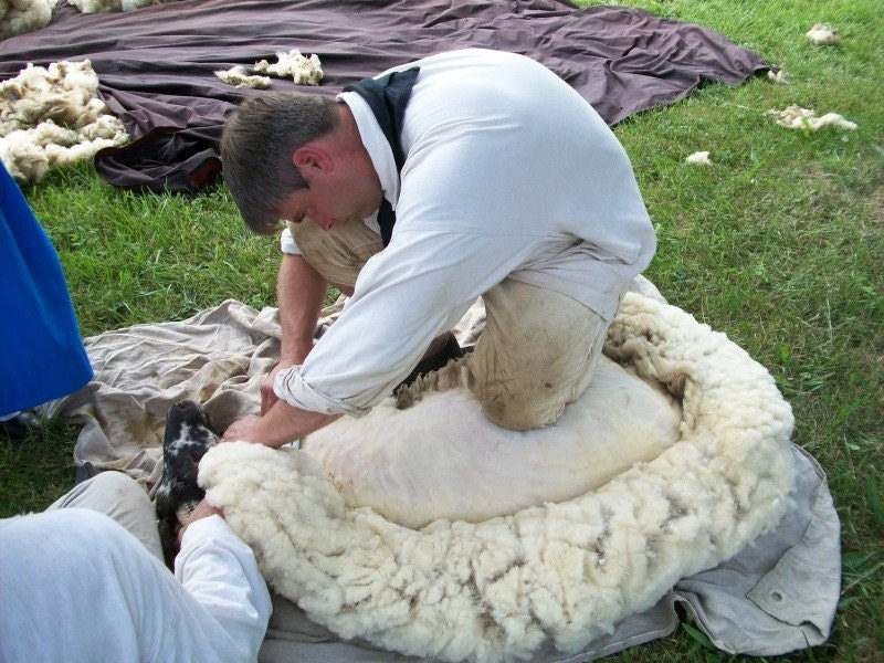 Rare Hog Island Sheep Roving, approx. 8 oz.
