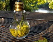 Bright Light Bulbosa Air Plant In Light Bulb