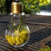 RESERVED Bright Light Bulbosa Air Plant In Light Bulb