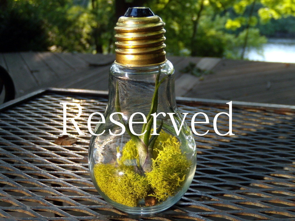 RESERVED Listing JENNA - Bright Light Bulbosa Air Plant In Light Bulb