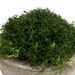 Irish Moss in Concrete Bowl