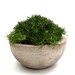 Irish Moss in Concrete Bowl