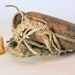 Sandstorm Flask