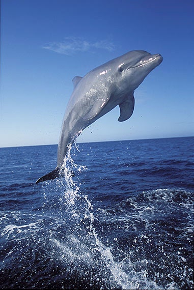 Leaping Bottlenose Dolphin / Fine Art Photograph 18 x 12