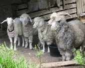 Raw Mohair, from 2 to 4 pounds, in various colors