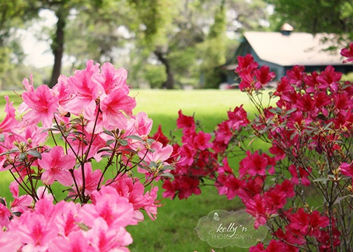 Carriage House Azalea- Magnolia Plantation South Carolina- Pink Azaleas- Nature Photography- Southern Charm- 5x7 Fine Art Print