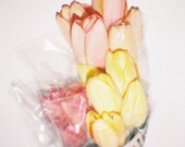 Newspaper Tulips Diana Mini Photograph 6 x 8" Print