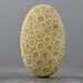 Honey Comb Ocean Fossil, Sea Coral, Agatized Sea Corals - 40mm (C651)