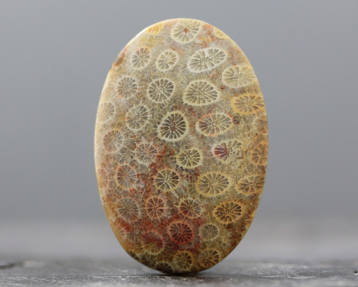 Natural, OOAK Fossil Coral Agatized Semiprecious Gemstone, Fossils, Corals, AAA Cabochon (CA417)