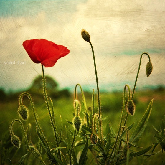 Red Poppy. Original Fine Art Photograph. Nature. 8x8. poppy, green grass, texture, home decor, wall art, square photo