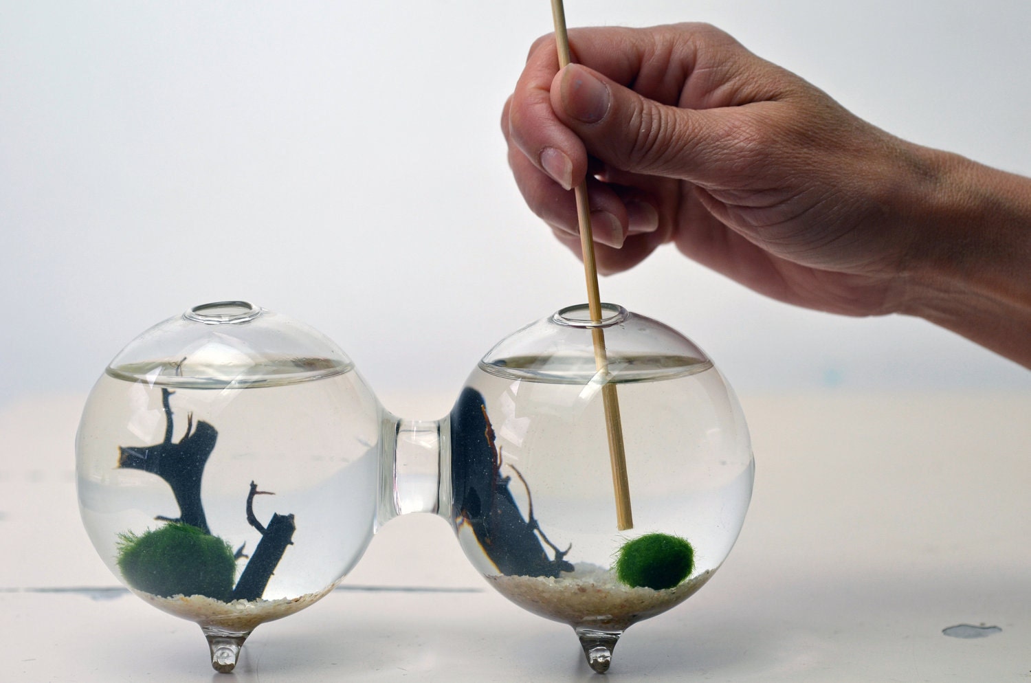 Marimo Aquatic Terrarium - Japanese Moss Ball - Double Aquarium - Sea fan - Sand