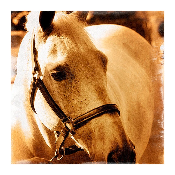 Sunny Dapple Gray, 8x8 gold toned Fine art Photograph