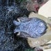 The Gator Feather Headdress
