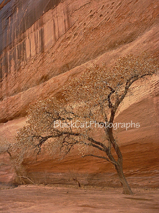 Tree Fine Art Print, 8x10 scenic landscape photo, rust decor, abstract southwest photograph, nature photography