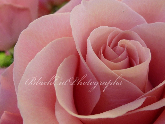 Romantic photography, for her, pink Cotton Candy Rose, flower photo, 5x7 print, feminine wall decor, spring floral art, garden photography