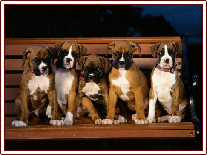 4 Dog Puppy Boxer Greeting Notecards/ Envelopes Set