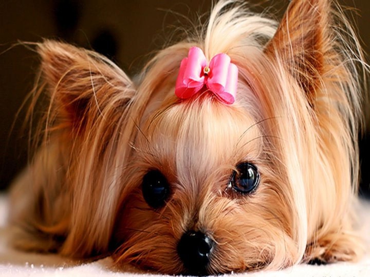 4 Dog Puppy Yorkshire Terrier Greeting Notecards/ Envelopes Set