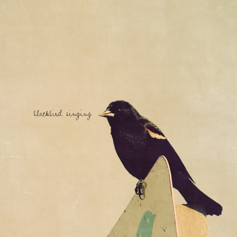 Blackbird Singing Photo Art Print Bird Black - 8 x 8