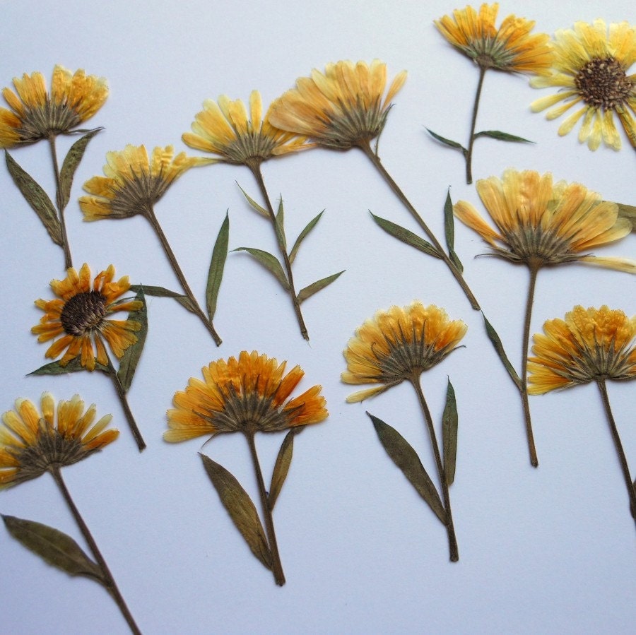 Marigold Flowers Pressed Dried Calendula Officinalis