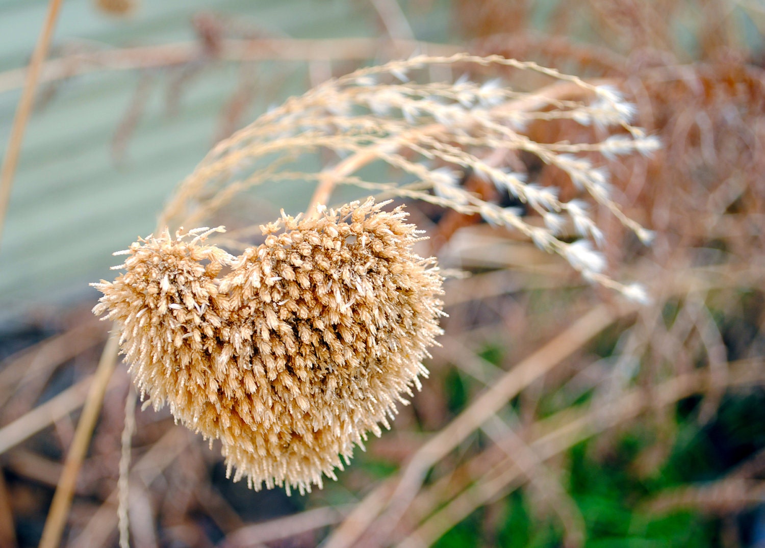 Hearts in Nature - Photography - Yarrow - Notecard - Blank Card - Pen Pal