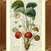 Vintage  Strawberries Print Botanical illustration  Upcycled Dictionary Page Recycled Book Art Upcycled Art Print Upcycled Book Print