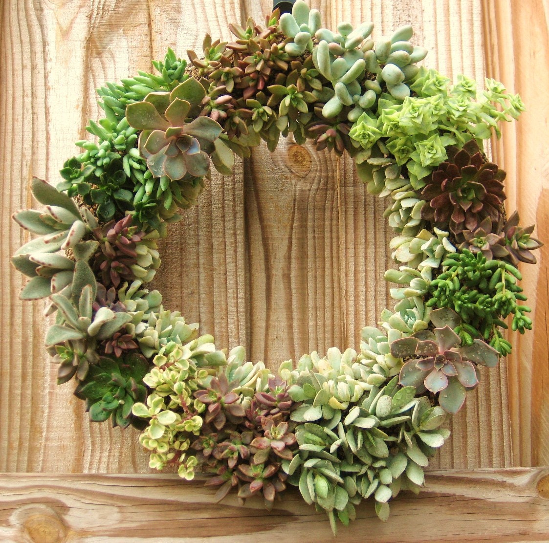 Special Listing for Michelle 12 inch Succulent Living Wreath and MORE Perfect Unique Decor Gift FACEBOOK SPECIAL