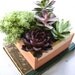 Succulent Centerpiece Rustic Cedar Wood Planter Box Perfect Gift Centerpiece or Home Garden Decor