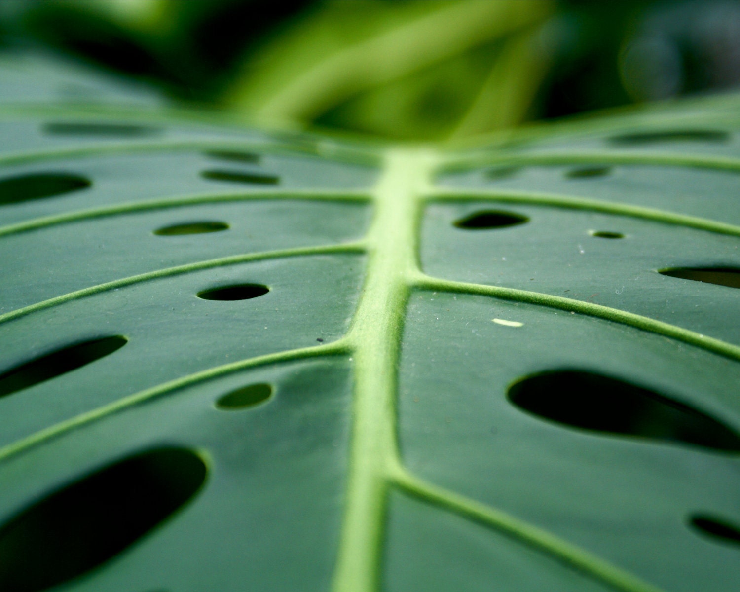 Botanica series -- Leaf Closeup