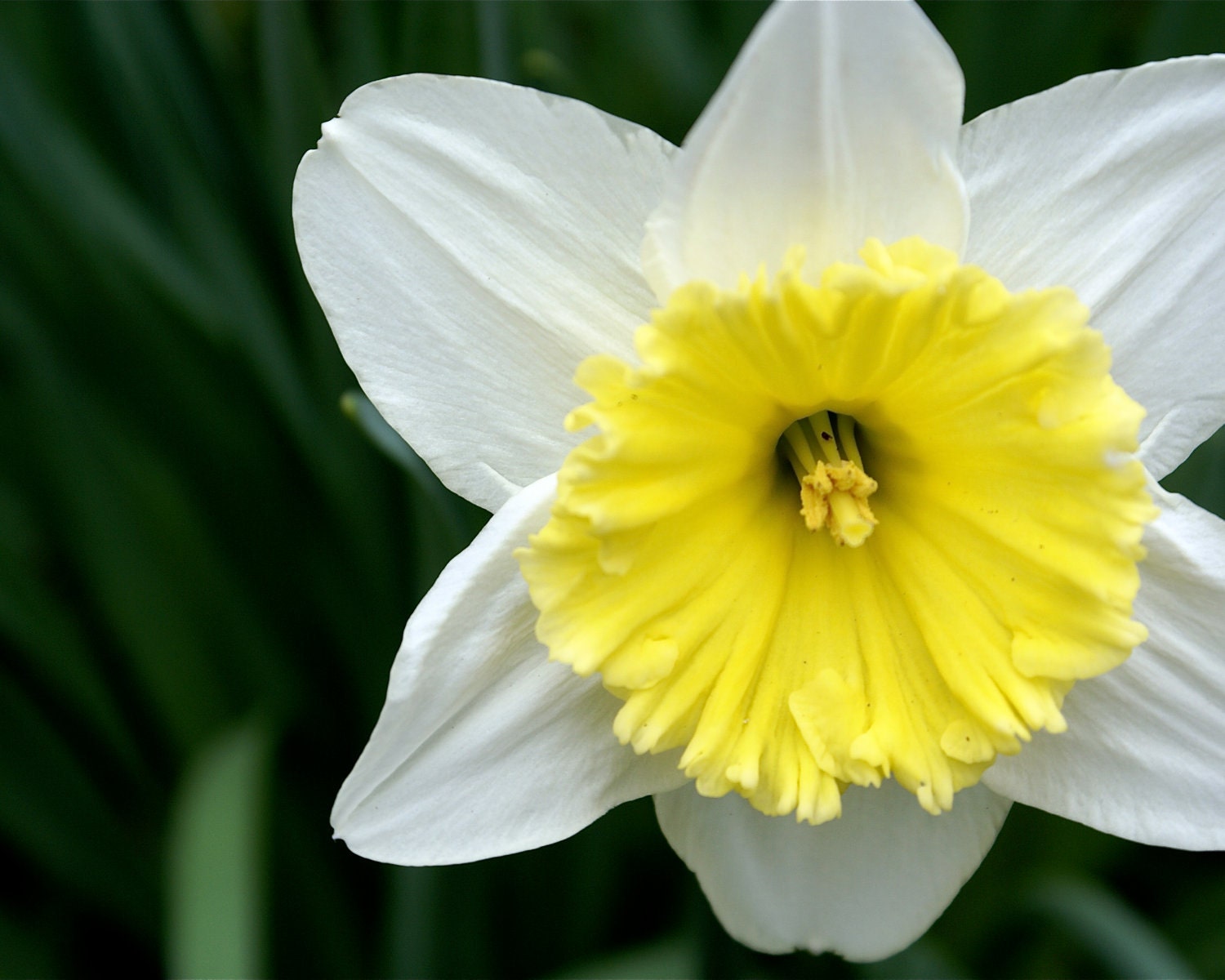 Botanica series -- Narcissus