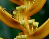 Botanica series -- Tropical Plant that looks like alien with eyes