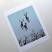 Disappearing Act by Masako Miki - 8 x 10 archival fine art print